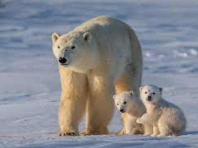 Toddler & Preschool Playgroup- Polar Bears (18 Months-5 Years)